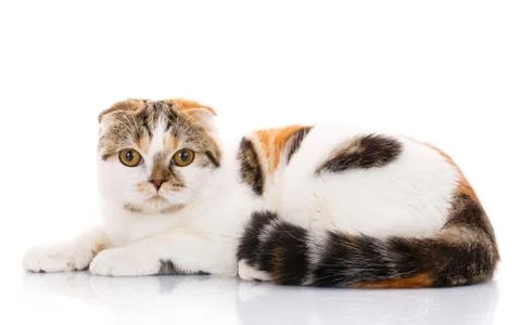 Scottish fold cat lying sideways on a white background Stock Photos