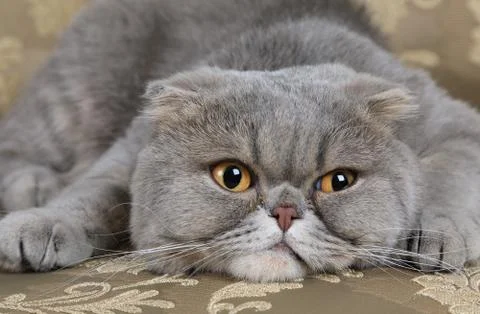 Scottish Fold cat lying on a sofa Foto stock