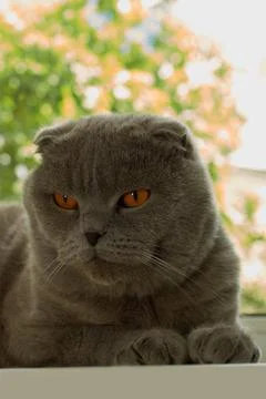 Scottish fold cat lying on windowsill Stock Photos