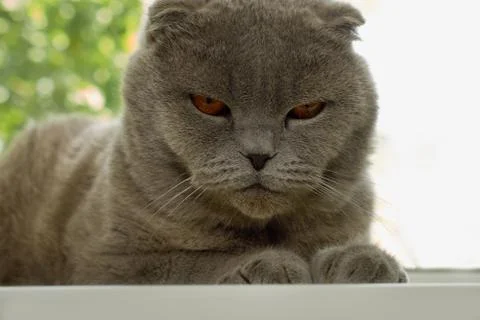 Scottish fold cat lying on windowsill Stock Photos