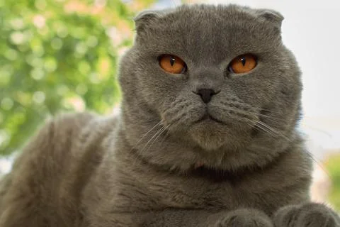 Scottish fold cat lying on windowsill Stock Photos