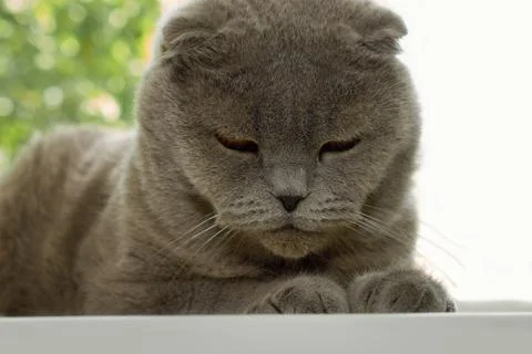 Scottish fold cat lying on windowsill Stock Photos