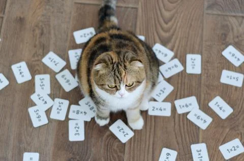 Scottish fold cat with many examples in mathematics Foto stock