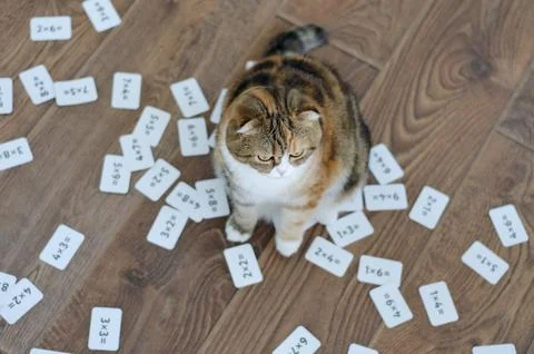 Scottish fold cat with many examples in mathematics Stock Photos