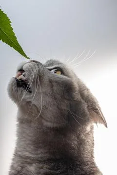 Scottish Fold cat with marbled silver fur reaching for a leaf in a bright indoor Stock Photos