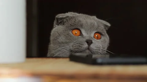 Scottish fold cat peeks out, cat peeks out from under the table, cat plays wi Video stock 130241005
