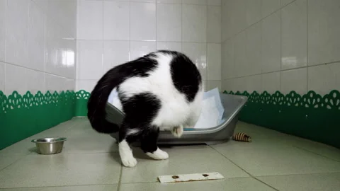 Scottish fold cat is on a pet bed in a cage of veterinary clinic. 4K Stock Footage 94406001
