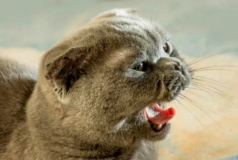 Scottish fold cat Stock Photos