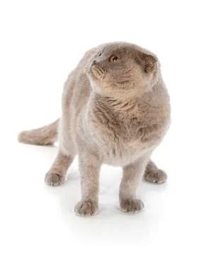 Scottish fold cat Stock Photos