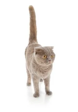 Scottish fold cat Stock Photos
