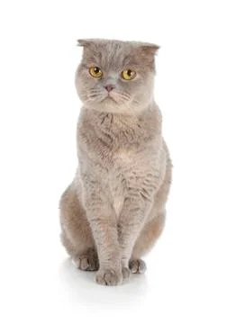 Scottish fold cat Stock Photos