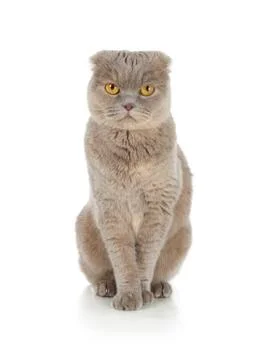 Scottish fold cat Stock Photos