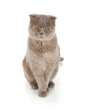 Scottish fold cat Stock-Fotos