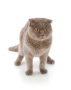 Scottish fold cat Stock Photos