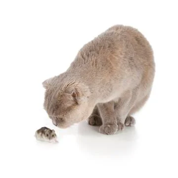 Scottish fold cat Stock Photos