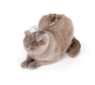 Scottish fold cat Stock Photos