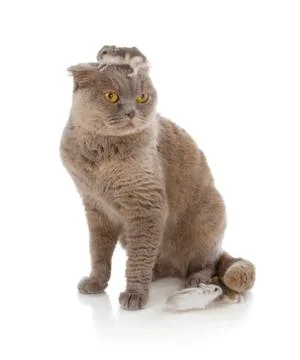 Scottish fold cat Stock Photos