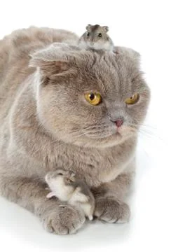 Scottish fold cat Stock Photos