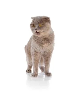Scottish fold cat Stock Photos