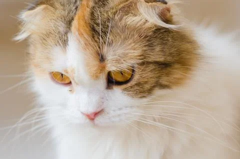 Scottish fold cat Stock Photos