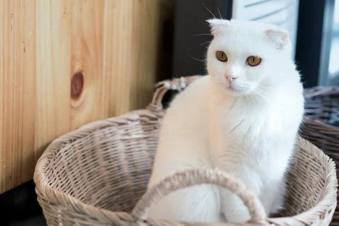 Scottish Fold cat Stock Photos