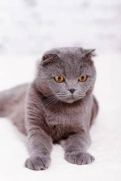 Scottish fold cat Foto stock