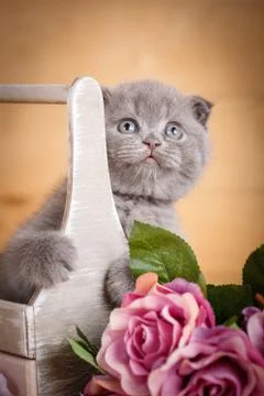 Scottish Fold Cat Stock Photos
