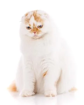 Scottish fold cat Stock Photos