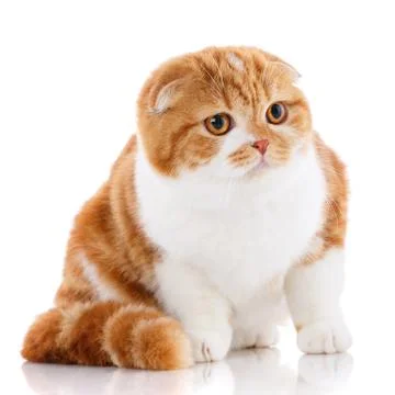 Scottish fold cat Stock Photos