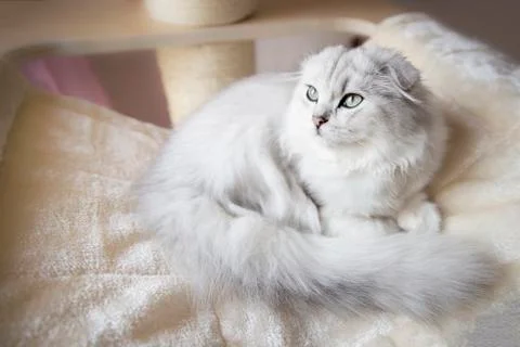 The scottish fold cat  Stock Photos