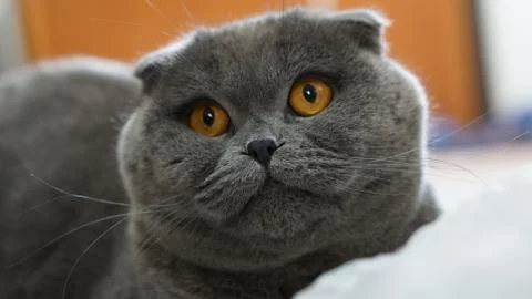Scottish fold cat Stock Photos