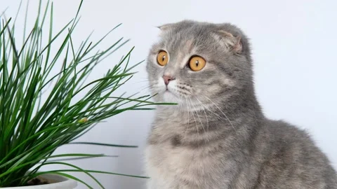 Scottish fold cat by plant Stock Footage 169462984