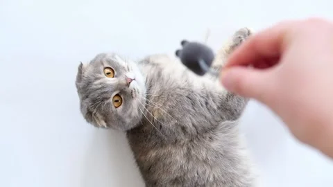 Scottish fold cat play with toy mouse Stock Footage 169760686