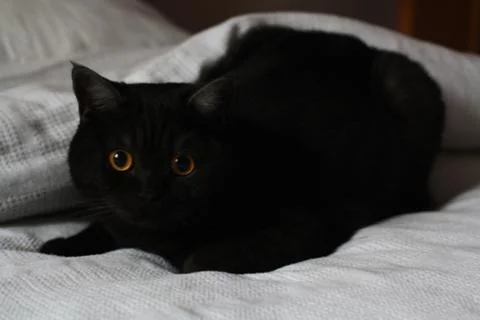 Scottish fold cat playing on bed Stock Photos