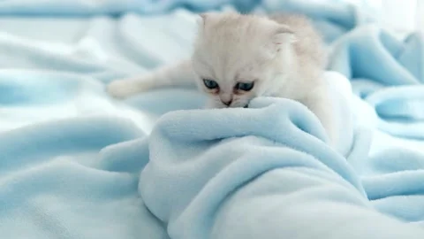 Scottish fold cat is playing on the bedspread. Stock Footage 201612278