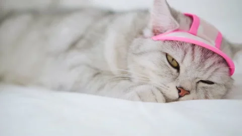 Scottish fold cat portrait Stock Footage 172535229
