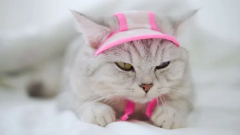 Scottish fold cat portrait Stock Footage 172535248