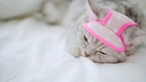 Scottish fold cat portrait Stock Footage 172535275