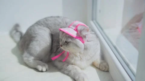 Scottish fold cat portrait Stock Footage 172535316