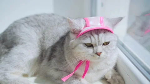 Scottish fold cat portrait Stock Footage 172535343