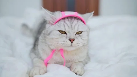 Scottish fold cat portrait Stock Footage 172535360