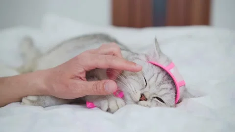 Scottish fold cat portrait Stock Footage 172535401