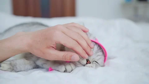 Scottish fold cat portrait Stock Footage 172535403