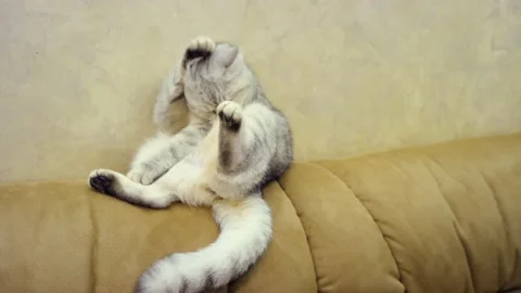 Scottish fold cat portrait Stock Footage 172545210