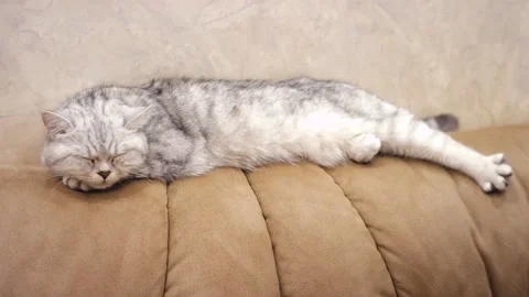 Scottish fold cat portrait Stock Footage 172545236