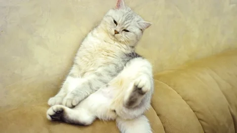 Scottish fold cat portrait Stock Footage 172545268