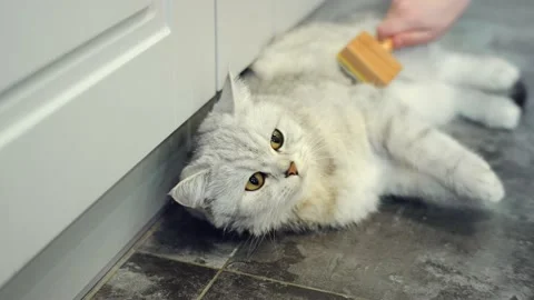 Scottish fold cat portrait Stock Footage 172545293