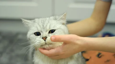 Scottish fold cat portrait Stock Footage 172545353