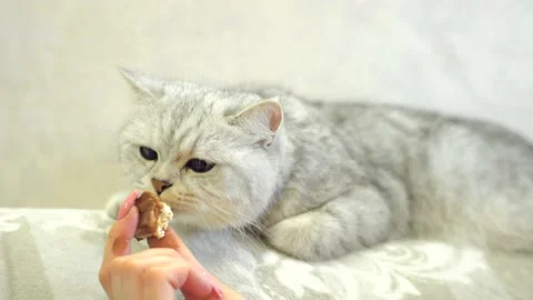 Scottish fold cat portrait Stock Footage 172545379