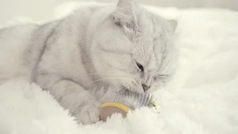 Scottish fold cat portrait Stock Footage 172545394